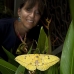 moth_ph_v_0027_cos2323.jpg